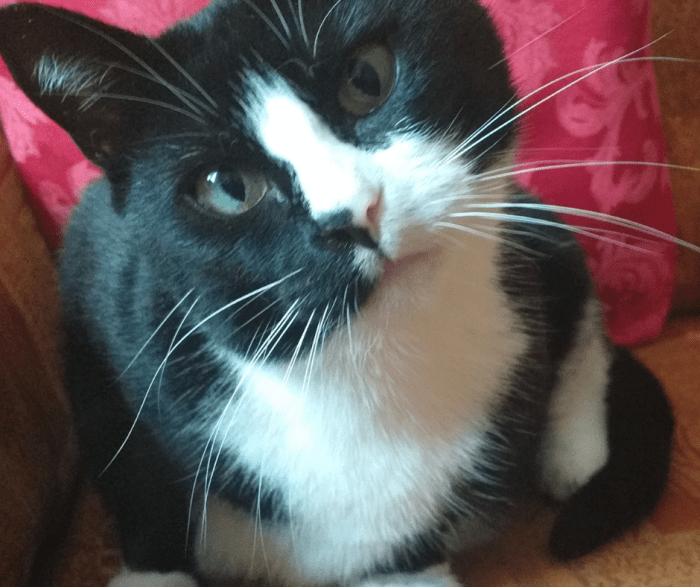 Symptoms and Treatment for Vestibular Disease in Cats PetHelpful