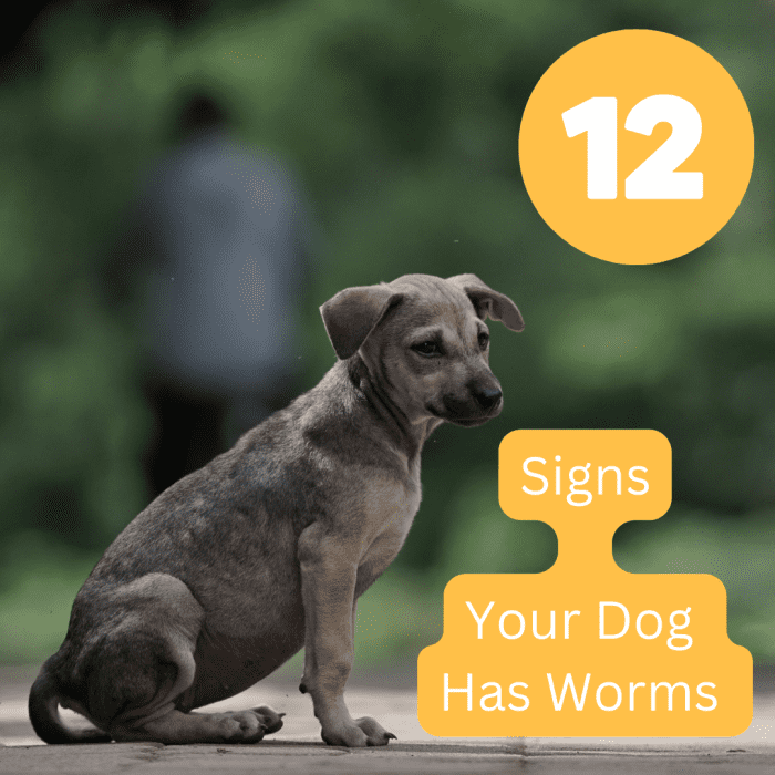 12 Common Signs a Dog Has Worms PetHelpful