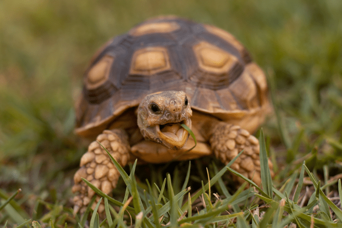 Things to Consider Before Getting a Pet Turtle or Tortoise - PetHelpful