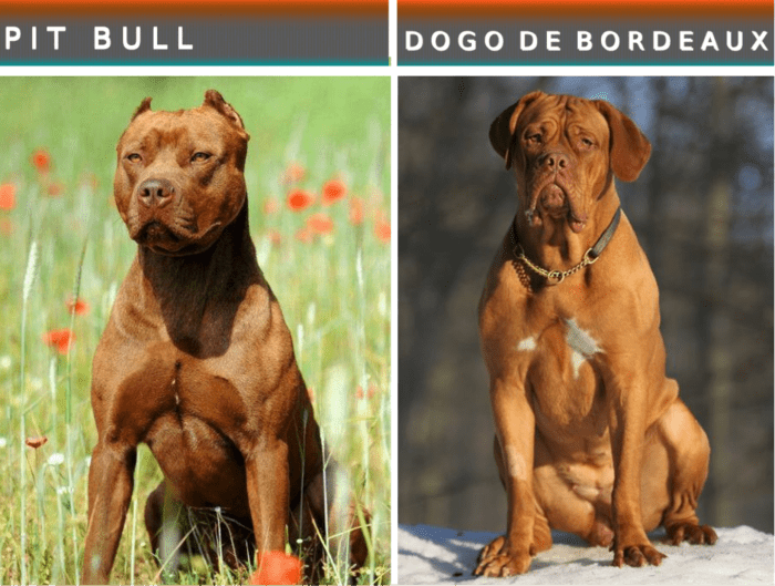 15 Dog Breeds Like The Pit Bull Terrier - PetHelpful