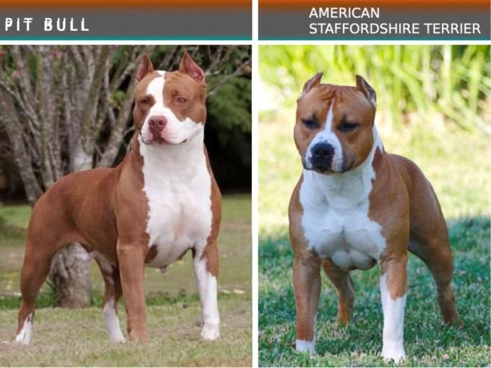 15 Dog Breeds That Look Like The Pit Bull Terrier - PetHelpful