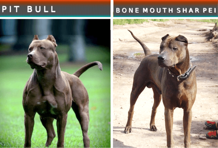 15 Dog Breeds Like The Pit Bull Terrier - PetHelpful