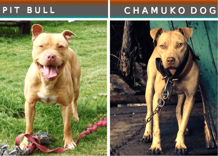 15 Dog Breeds Like The Pit Bull Terrier - PetHelpful