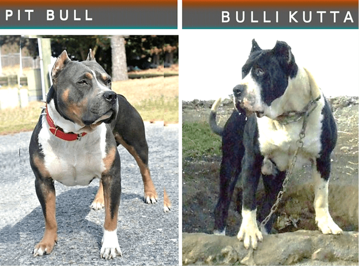 15 Dog Breeds That Look Like The Pit Bull Terrier Pethelpful