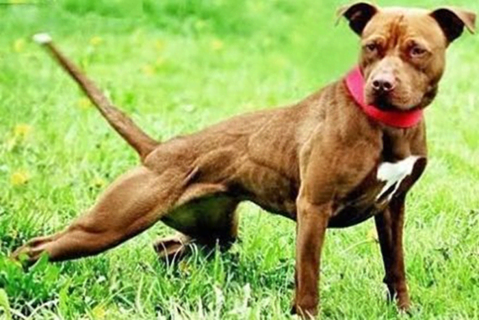 15 Dog Breeds Like The Pit Bull Terrier - PetHelpful