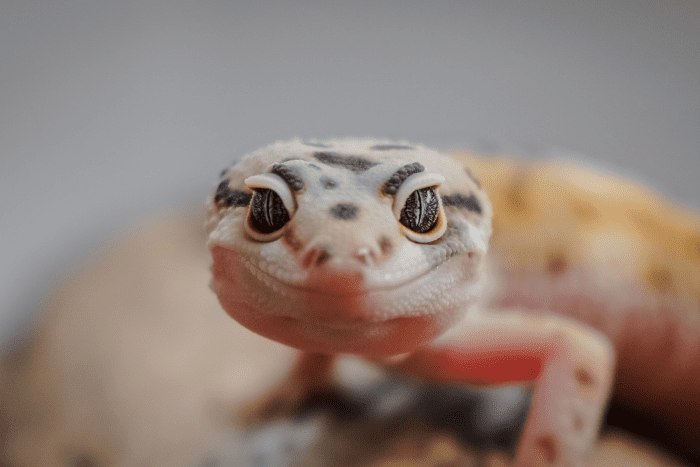 How to Set up a Leopard Gecko Enclosure - PetHelpful
