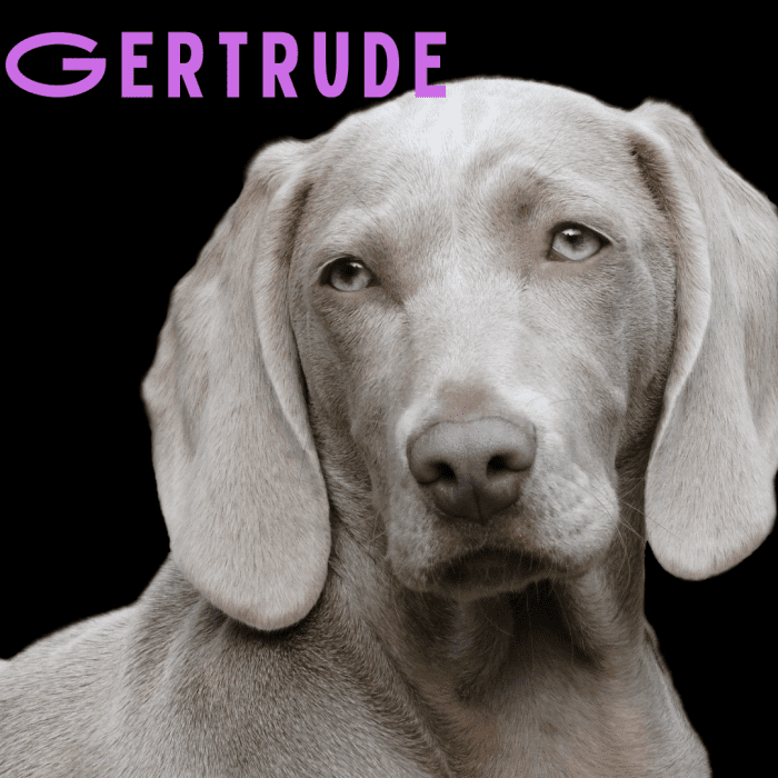 150-old-lady-names-for-dogs-pethelpful