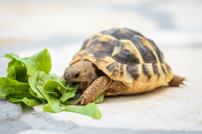 10+ Best Beginner Pet Turtles and Tortoises - PetHelpful