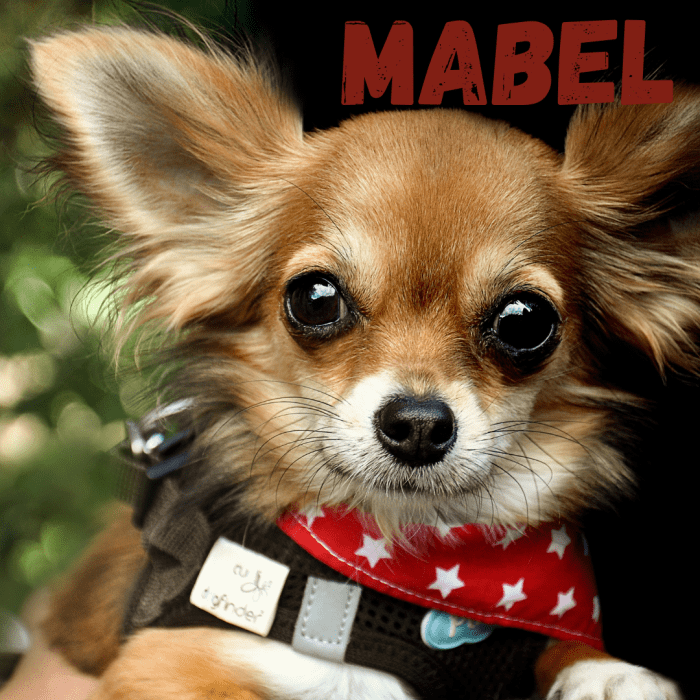 400 Best Chihuahua Names PetHelpful   400 Best Chihuahua Names 