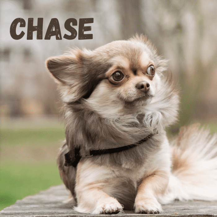 400 Best Chihuahua Names PetHelpful   400 Best Chihuahua Names 