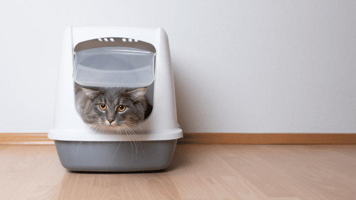 How Can I Tell If My Cat Has a UTI? - PetHelpful