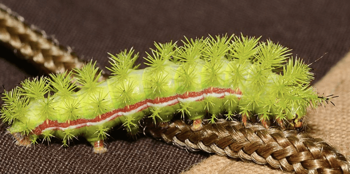 Venomous Caterpillars That Sting (With Photos) - Owlcation