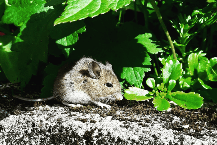 How to Bond With Your Pet Mouse and Get It to Like You - PetHelpful