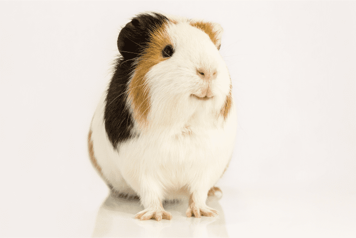 What Can Guinea Pigs Eat? (Plus What Not to Feed Them) - PetHelpful