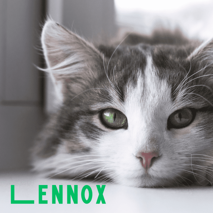 300+ Aesthetic Cat Names For Your Fancy Feline Friend - PetHelpful