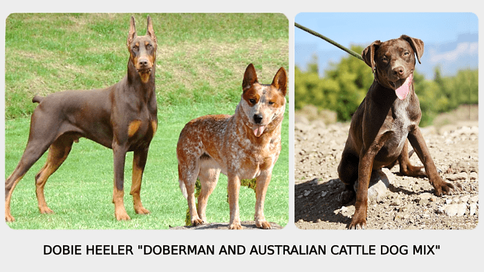 15 Most Popular Doberman Pinscher Mix Dogs - HubPages