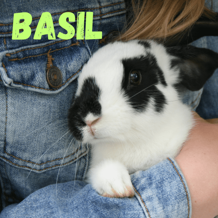 250+ Names for Rabbits PetHelpful