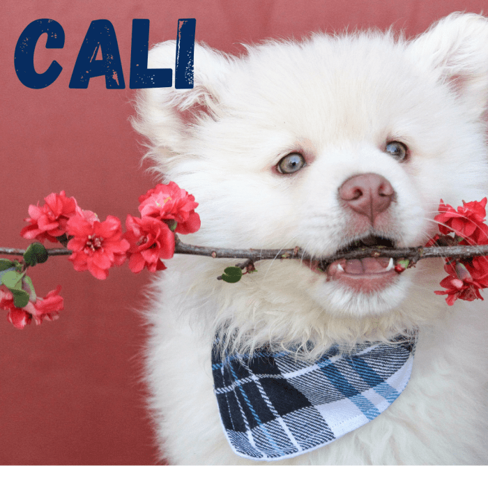 200-unique-girl-puppy-names-with-meaning-pethelpful