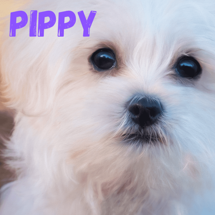 200+ Unique Girl Puppy Names With Meaning PetHelpful