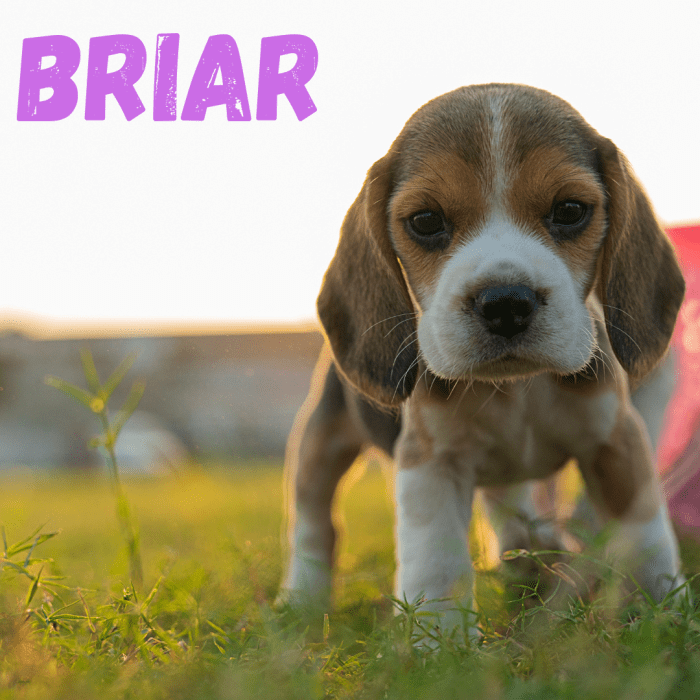 200-unique-girl-puppy-names-with-meaning-pethelpful