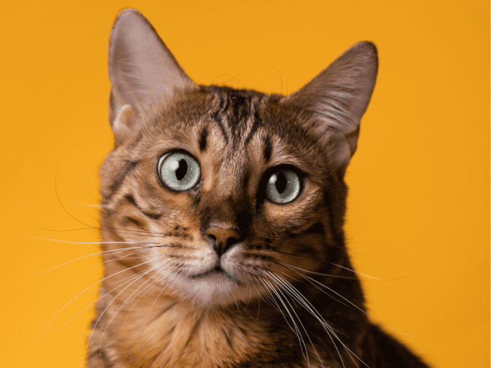 Why Do Cats Stare at Humans? It’s More Than Meets the Eye PetHelpful
