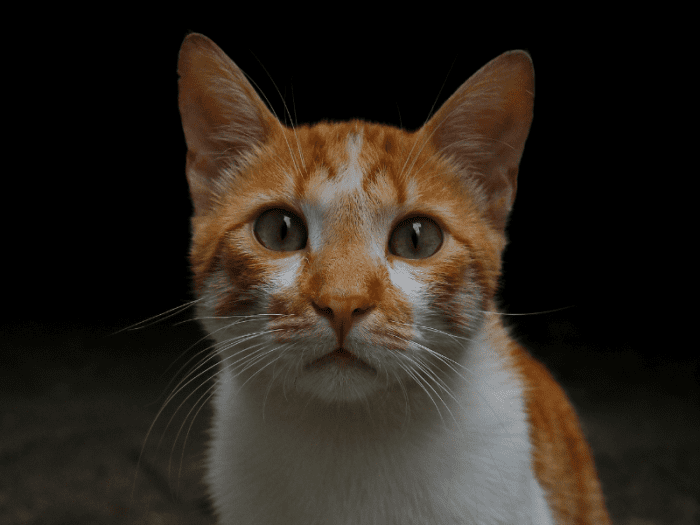 Why Do Cats Stare at Humans? It’s More Than Meets the Eye PetHelpful