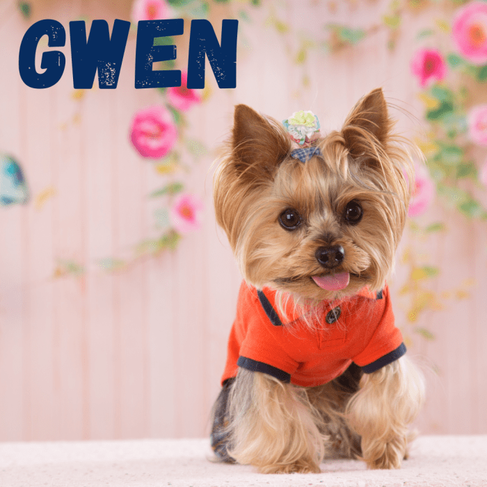 300 One Syllable Dog Names HubPages