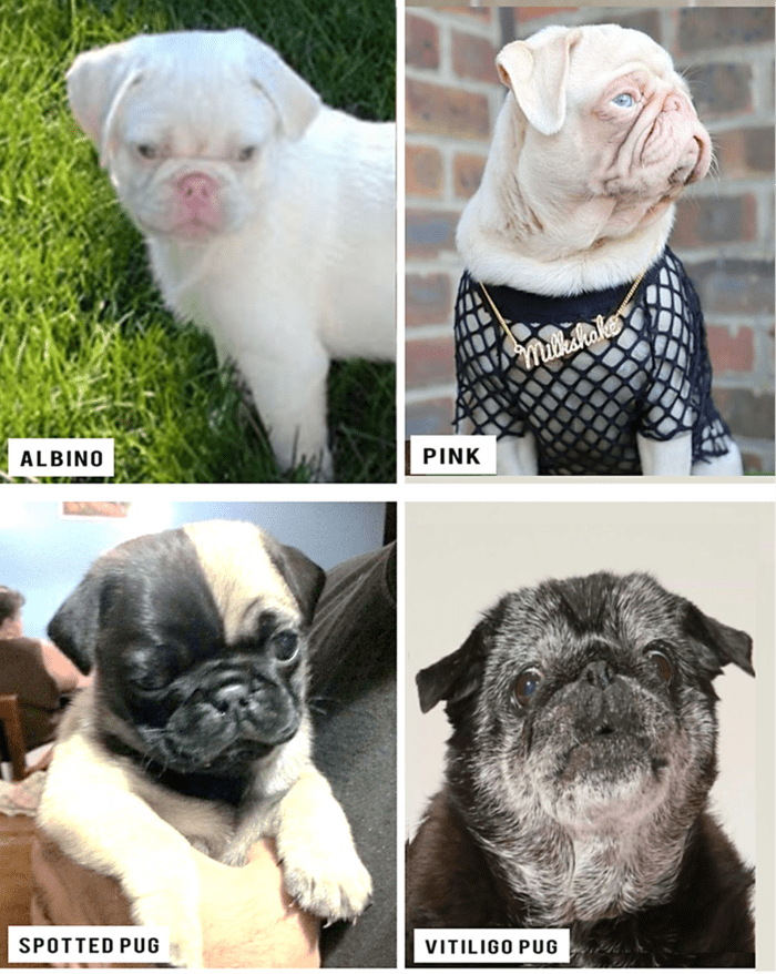 Pug Coat And Color Varieties Hubpages