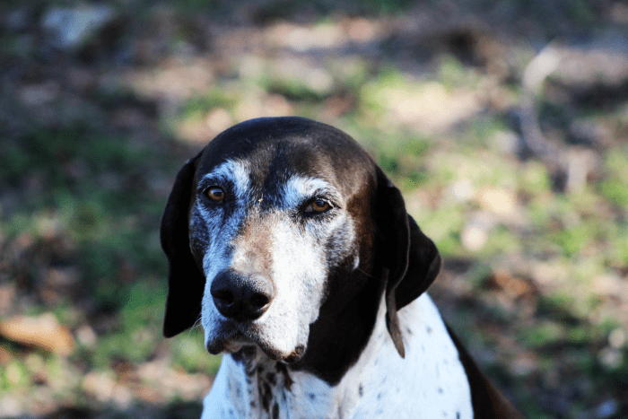 150-old-lady-names-for-dogs-pethelpful