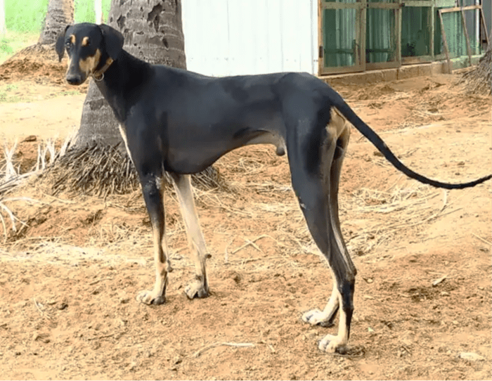 Kanni Dog Breed Information Facts And Characteristics HubPages Kanni Dog Breed Information Facts And Characteristics HubPages