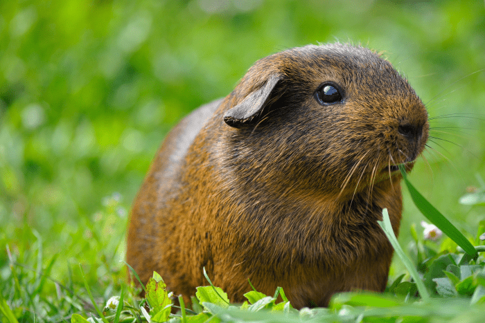 Can Guinea Pigs Live Without Eating Hay? - PetHelpful