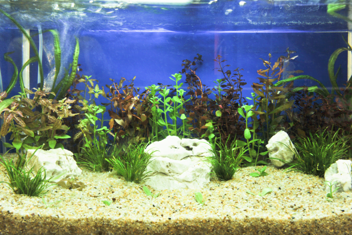 How to Keep Your Aquarium Crystal Clear at All Times - PetHelpful