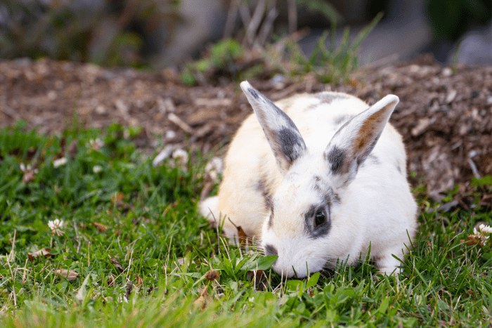 is-it-okay-to-let-your-rabbit-eat-grass-from-your-yard-pethelpful