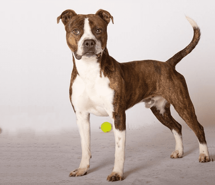 15 American Pit Bull Terrier Mixed Breeds - PetHelpful