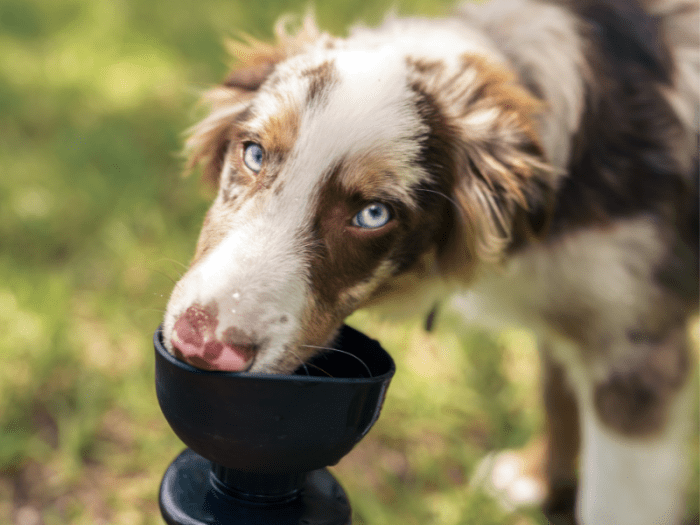 Dog Throwing up Yellow Stuff? What to Do and How to Clean PetHelpful