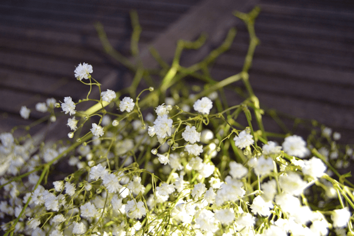 How to Grow Baby's Breath or Gypsophilia - HubPages