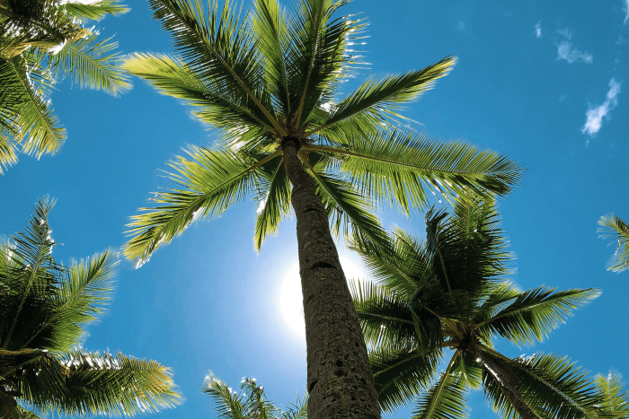 10 Uses of Coconut Trees - Dengarden