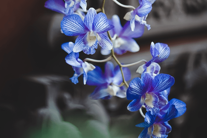 How To Care For Orchids So They Thrive Dengarden 