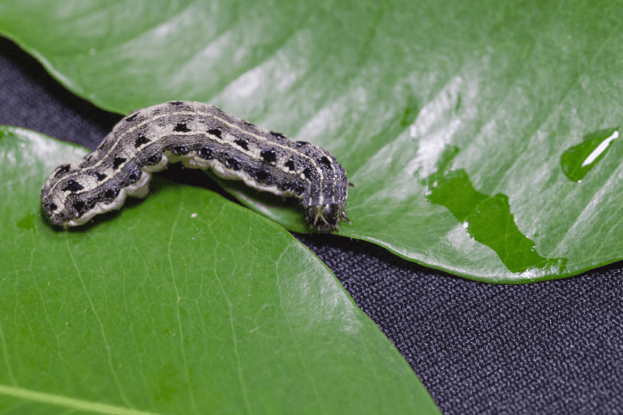 5 Ways to Control Cutworms in Your Garden Safely and Naturally - Dengarden