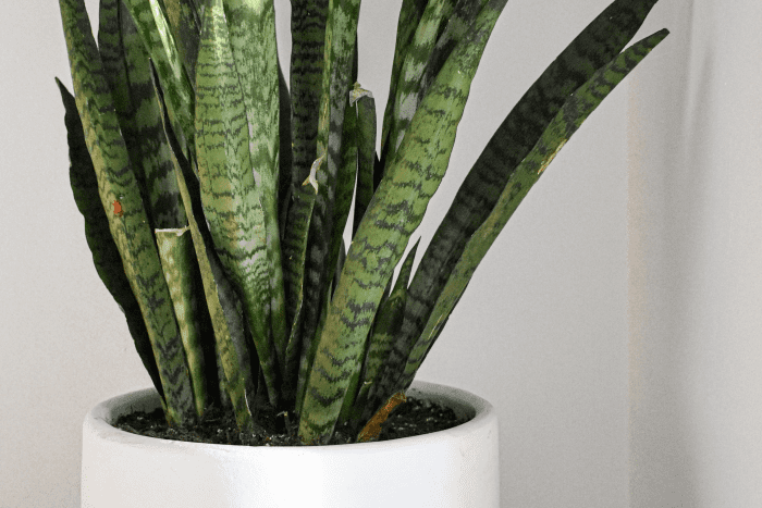 Caring for Sansevieria (A.K.A. Snake Plant) - Dengarden