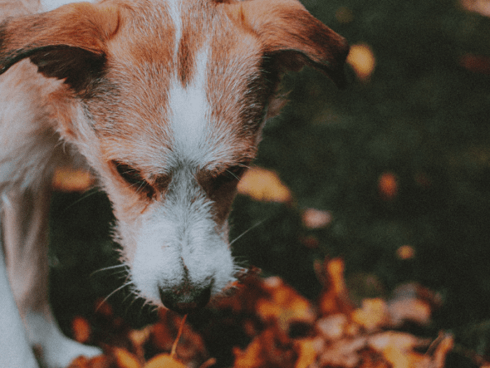 Why Is My Dog Vomiting White Foam and What Should I Do? HubPages