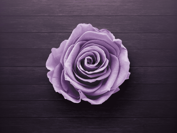 the-meaning-of-purple-roses-and-exciting-ways-to-give-them-pairedlife