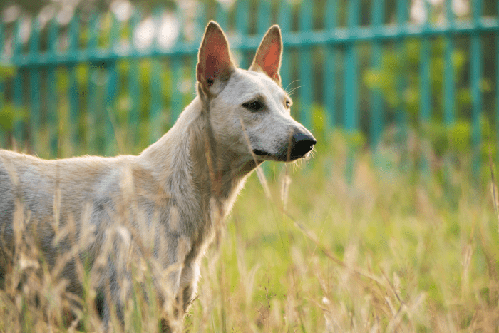 what-vitamin-deficiency-causes-hair-loss-in-dogs-pethelpful