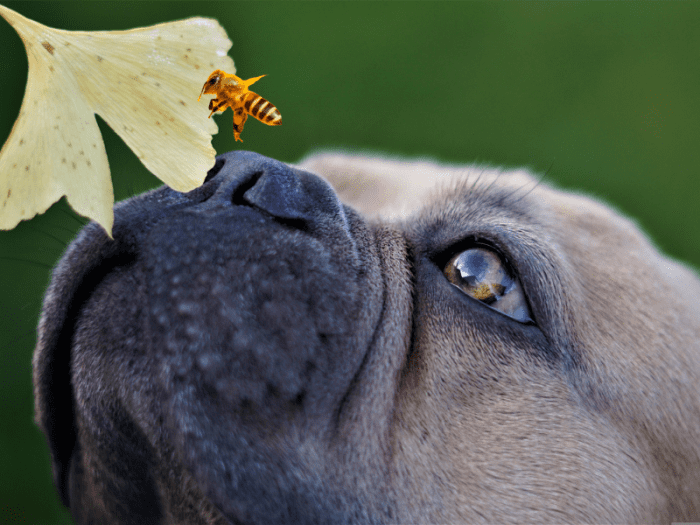 3 Reasons Your Dog's Face Is Swollen (And Ways to Help) PetHelpful