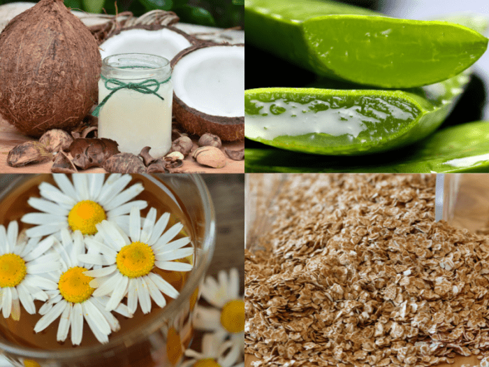 3 Reasons Your Dog's Face Is Swollen (And Ways to Help) PetHelpful