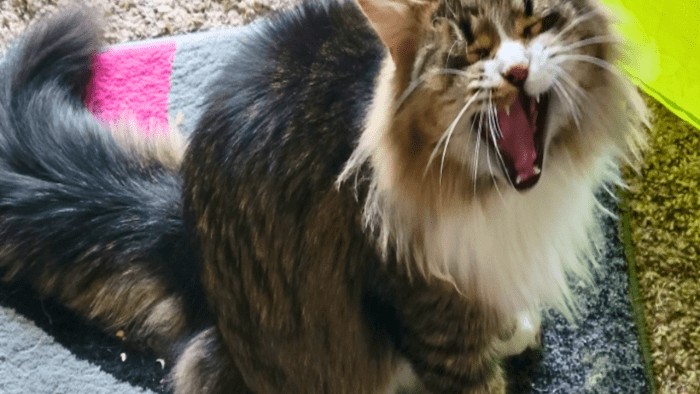 Why Does My Kitten Meow at Night? - HubPages