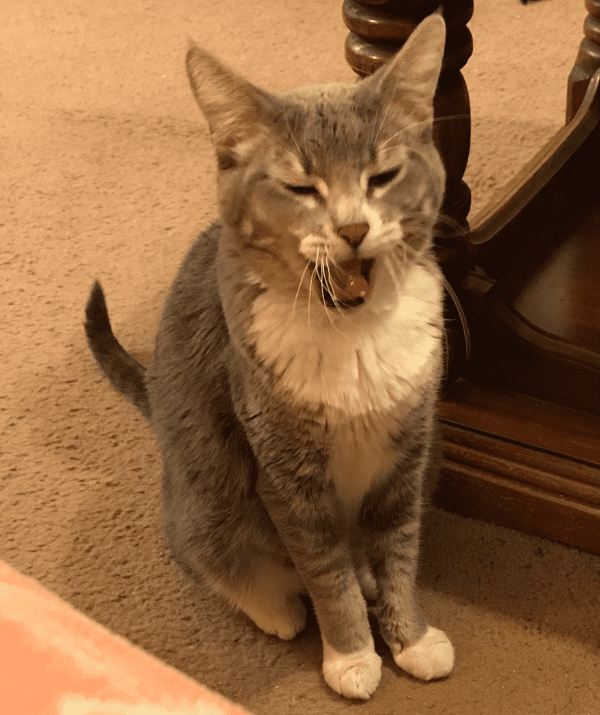 Why Does My Kitten Meow at Night? HubPages