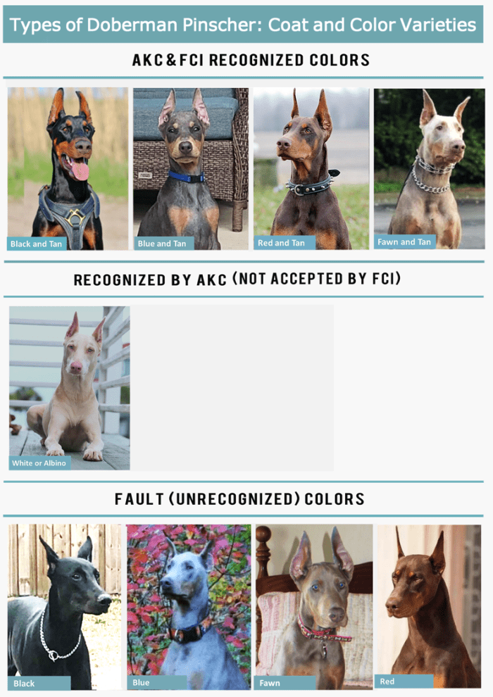 Types of Doberman Pinschers Dog Breed Information HubPages