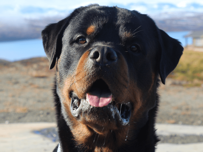 why-do-dogs-drool-stress-heat-breed-pain-poor-health