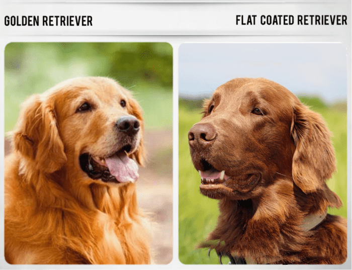 11 Dog Breeds Like the Golden Retriever - PetHelpful